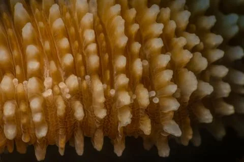 Solitary coral micro detail Stock Photos