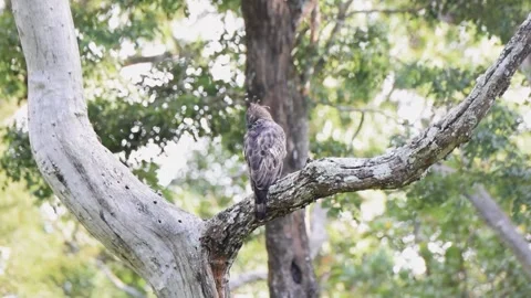 Solitary Crested hawk eagle perched up on a tree branch Stock Footage 251880075