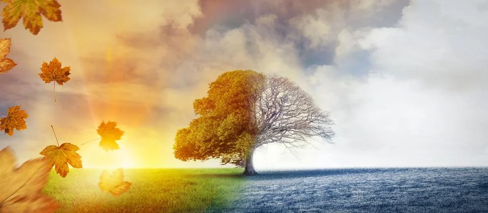 Solitary deciduous tree is standing in split meadow with drifting maple leaves Stock Illustration