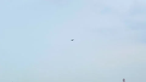 Solitary eagle bird flying in open cloudy sky over city buildings in dhaka Video stock 345115763