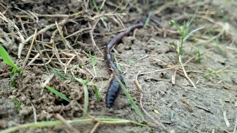 Solitary Earthworm Crawling Along Rough Dirt Path Stockbeeldmateriaal 340538375