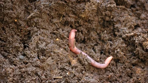 Solitary Earthworm Digging into a Compost Heap Stock-Footage 84483741