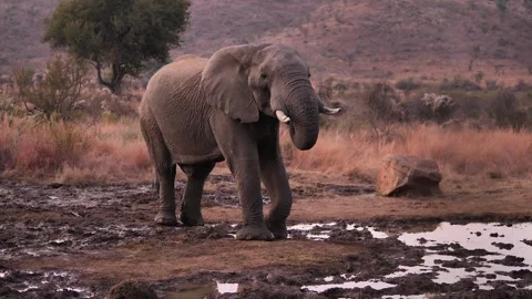 Solitary elephant sniffs and eats dust from the ground between muddy puddles Vidéo 302188782