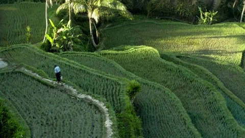 Solitary Farmer Walking on a Path Through Lush Green Rice Terraces Stock Footage 302302186