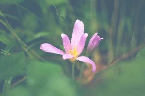 Solitary flower in a green context Stock Photos