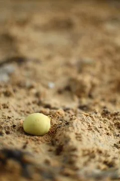 Solitary Fruit on Sandy Ground: A Study in Simple Still Life Composition Stock Photos
