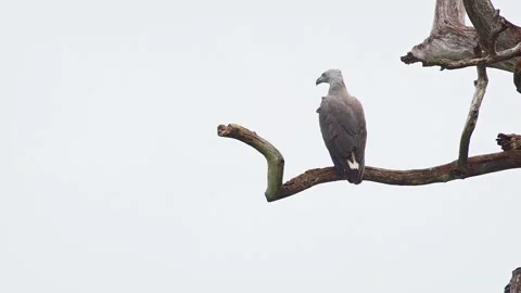 Solitary Gray Headed Fish Eagle Perched on a High Branch Stock Footage 151232681