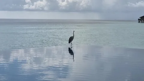 Solitary Grey Heron Reflected in an Infinity Pool at a Maldives Resort Stock Footage 345625678