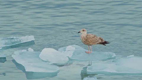 Solitary Gull Perched on a Floating Iceberg in an Icelandic Glacial Lagoon Stock Footage 320509877