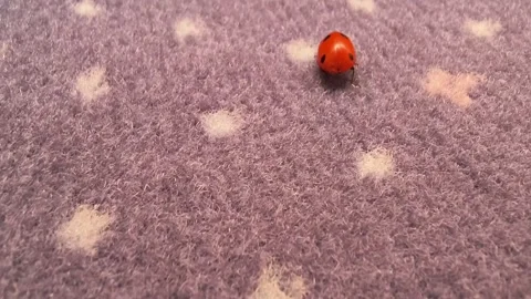 Solitary ladybug on the carpet Stock Footage 330998094