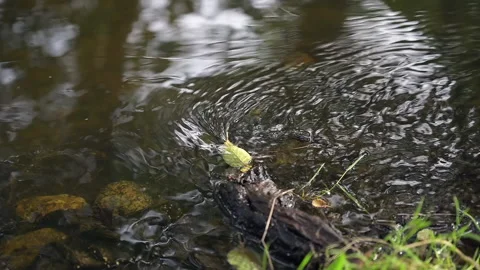 Solitary leaf clings to a branch to avoid being carried away by the river Stock Footage 144892558