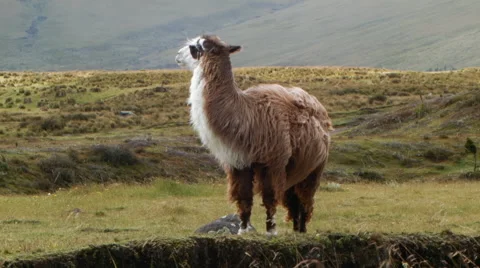 Solitary llama on the windswept paramo  Vídeo Stock 62850102