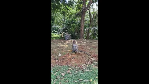 Solitary Macaque Monkey Standing on Lawn Dirt Stock-Footage 336446186