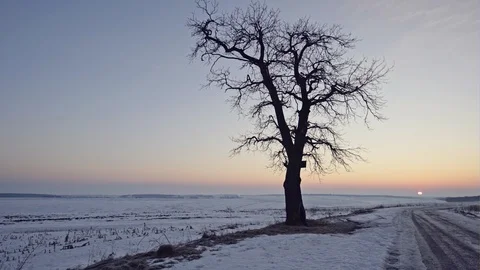 Solitary maple tree in winter landscape Video stock 88631938