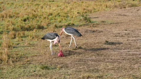 Solitary marabou storks feed on meat of prey amidst yellow grass and arid soil Stock Footage 334879072