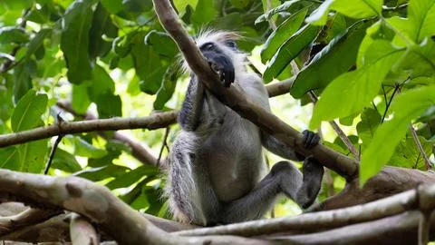 A solitary monkey can be found resting peacefully among the lush greenery of its Foto stock