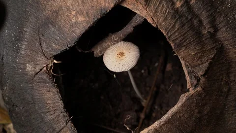 Solitary Mushroom Growing Inside Empty Coconut Shell Stock Footage 336037734