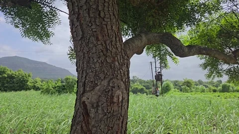 Solitary neem tree standing watch over a thriving sugarcane field where an indus Stock-Footage 340488802