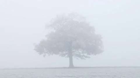 Solitary oak tree in very thick freezing fog. UK. Stock Footage 225664349