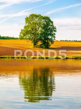 Solitary old large tree with lush green leafs on the brown spring field Stock Photos