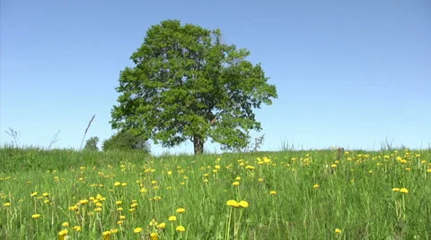 Solitary old maple 스톡 동영상 5462973