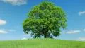 Solitary old maple HD Footage