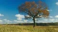 Solitary old maple HD Footage