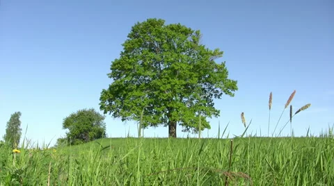 Solitary old tree 스톡 동영상 5463031