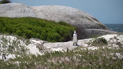 Solitary Penguin on Pristine Beach, Ocean and Greenery Stock Footage 266503265