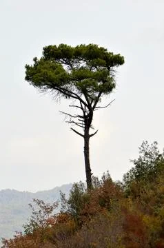 Solitary 写真素材