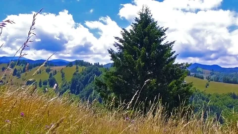 Solitary pine tree on hill Stock Footage 103789617