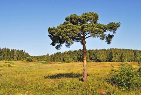 Solitary pine tree Stock Photos