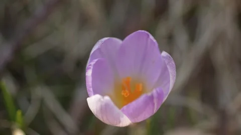 Solitary Purple Crocus in Spring Bloom. Stock Footage 270522022