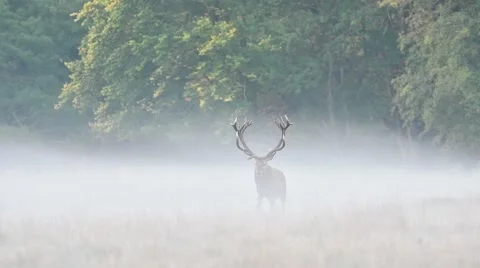 Solitary red deer stag walking in mist and calling during rut in autumn Stock Footage
