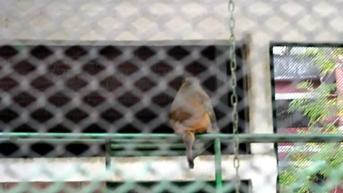 Solitary rhesus macaque monkey sitting alone perched upon a green metal bar encl Stock Footage 324968628