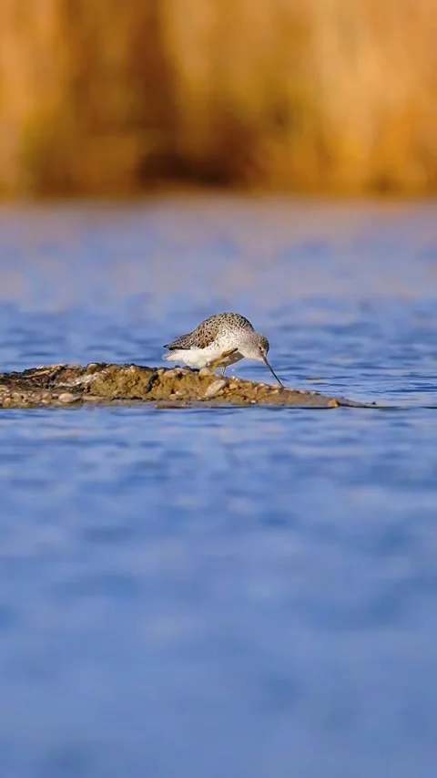 A solitary sandpiper foraging on a small mudflat in a calm blue lake Видео 334635529