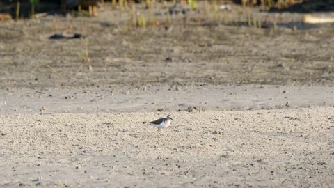 Solitary Sandpiper Walking on Sandy Mudflat Shore 스톡 동영상 331000016