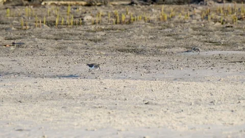 Solitary Sandpiper Walking on Sandy Mudflat Shore Stock-Footage 331000947