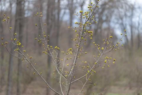 Solitary sapling with tiny yellow buds, vertical trunk lines against blurre.. Stock Photos