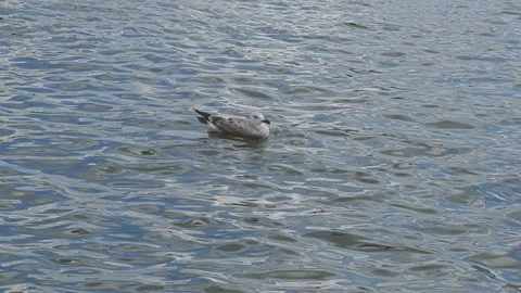 Solitary seabird gracefully floating on calm, rippling water. The bird Stock Footage 345680077