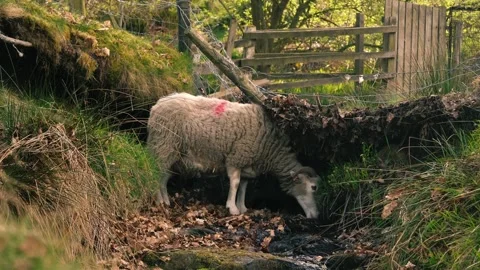 Solitary sheep drinking from stream in rugged countryside 스톡 동영상 310201646