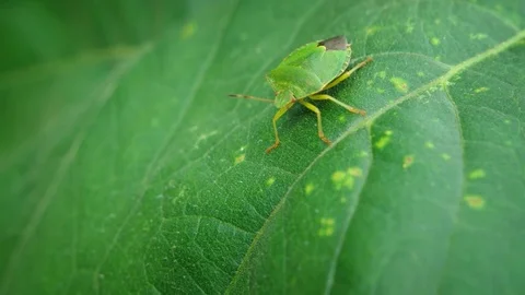 Bug Leaf Stock Footage Royalty Free Stock Videos Pond5