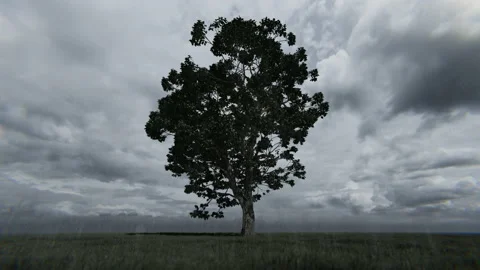 Solitary tree and rain falling down against gray clouds, 4K Stock Footage 201147525