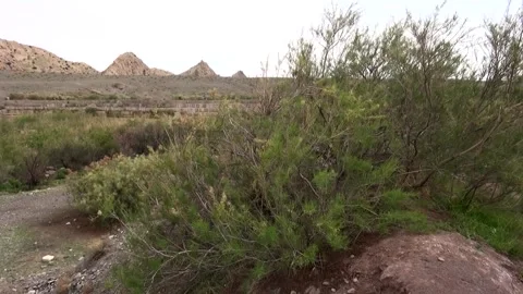 A solitary tree bends in the brisk wind within a majestic, stock footage. Stock Footage 304783672