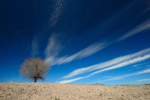 Solitary Tree Beneath Dramatic Blue Sky and Cloud Streaks Stock Photos