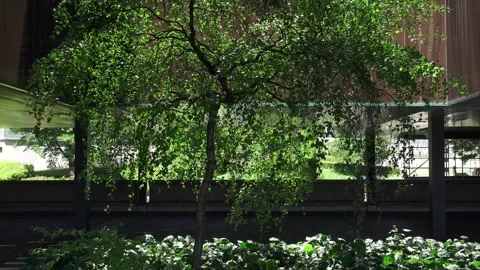 Solitary tree caught in between buildings Video stock 130889137