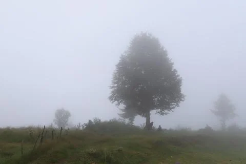 Solitary tree emerging through dense countryside fog Foto stock