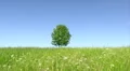 Solitary tree HD Footage