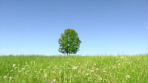 Solitary tree 스톡 동영상 2103108