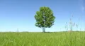 Solitary tree HD Footage